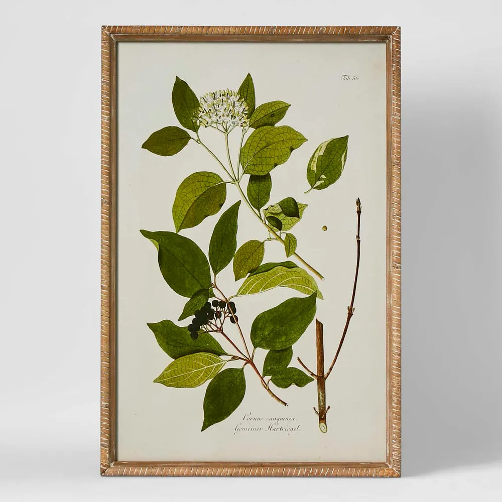 Florabelle Greenhouse Botanical Wall Art B